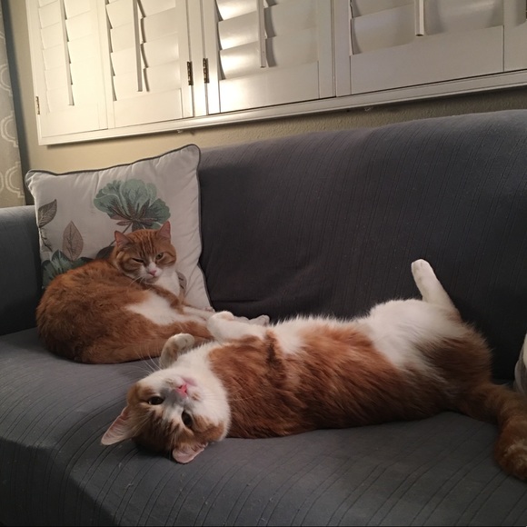 Meet your Posher, M - Picture 6 of 6